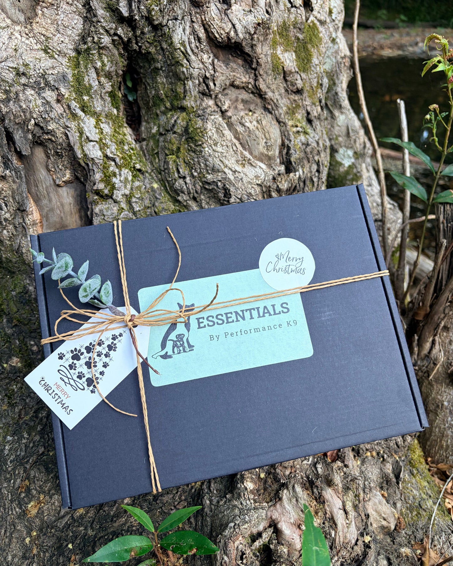 Summer Adventure Dog Box (Limited Christmas Edition)