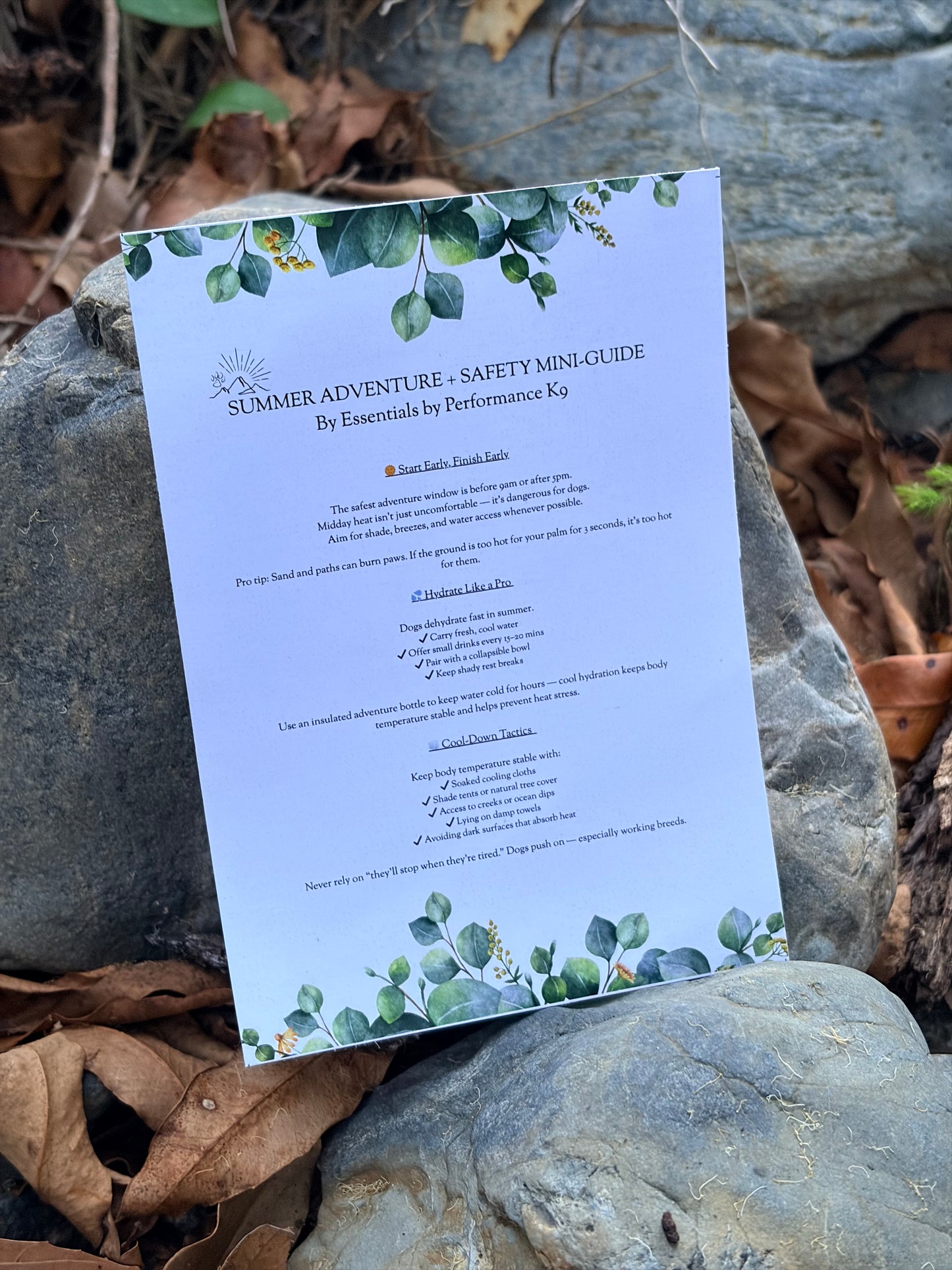 Summer Adventure Dog Box (Limited Christmas Edition)